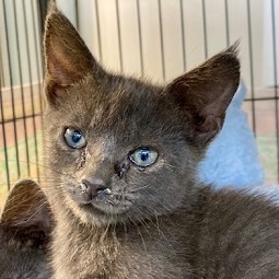 Tyler, a Adoptable Domestic Short Hair in Ocean Isle Beach, NC image 2/2