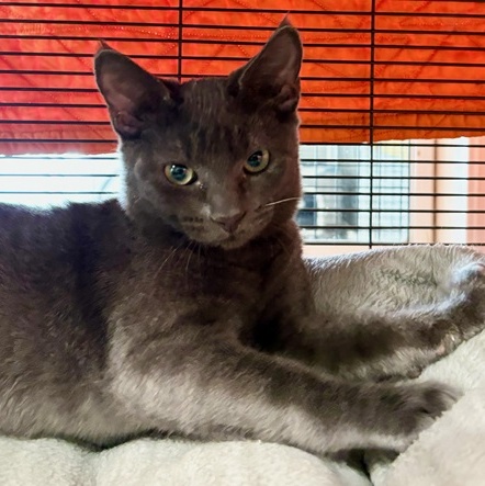 Tyler, Adoptable, Young Male Domestic Short Hair.