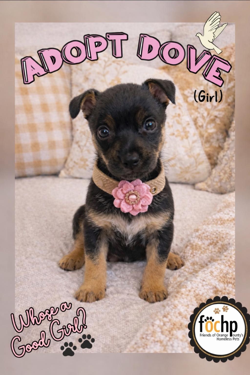 Enlarge Dove, a Adoptable mixed breed in Orange, CA image 1/1