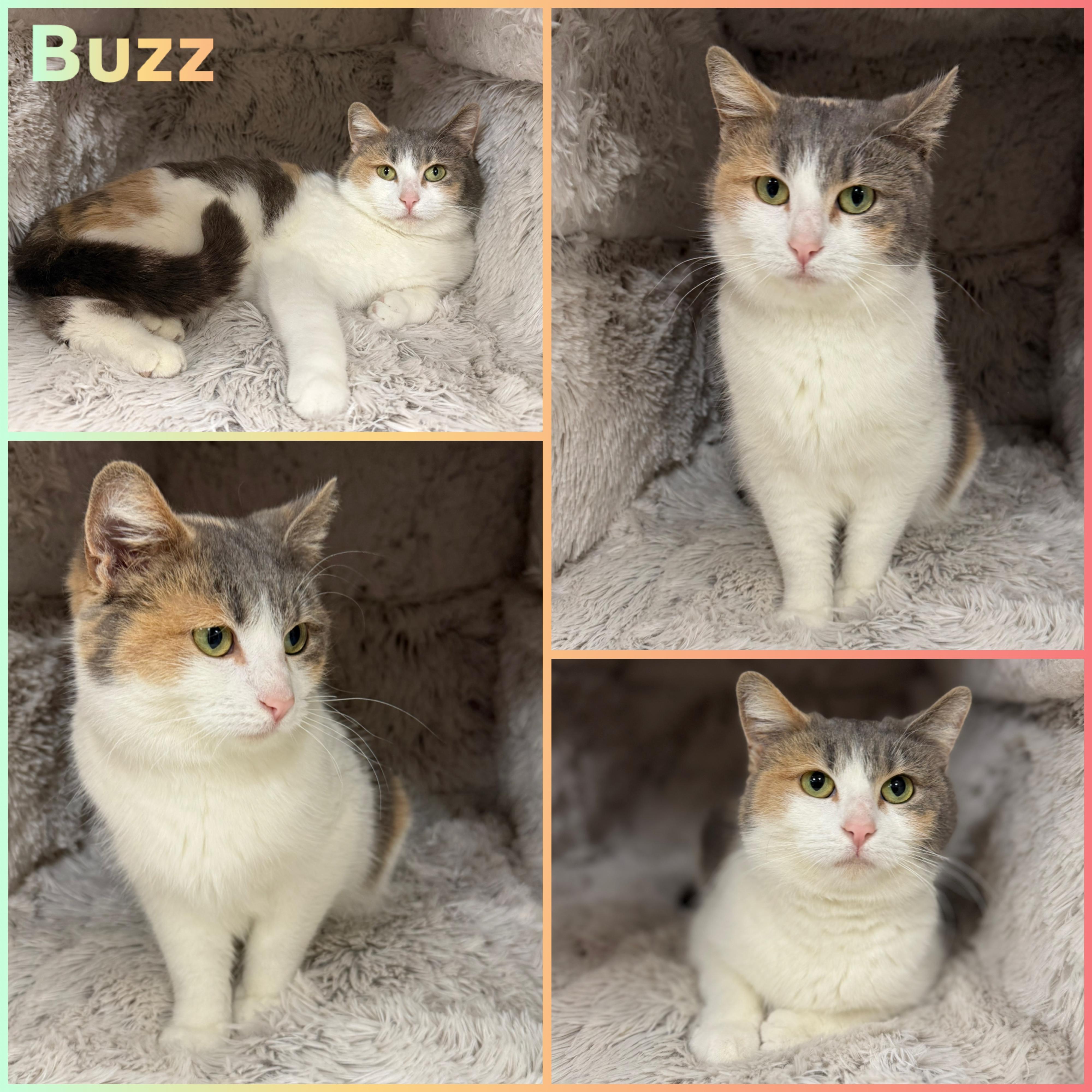 Buzz, ADOPTABLE, Adult Female Domestic Short Hair.