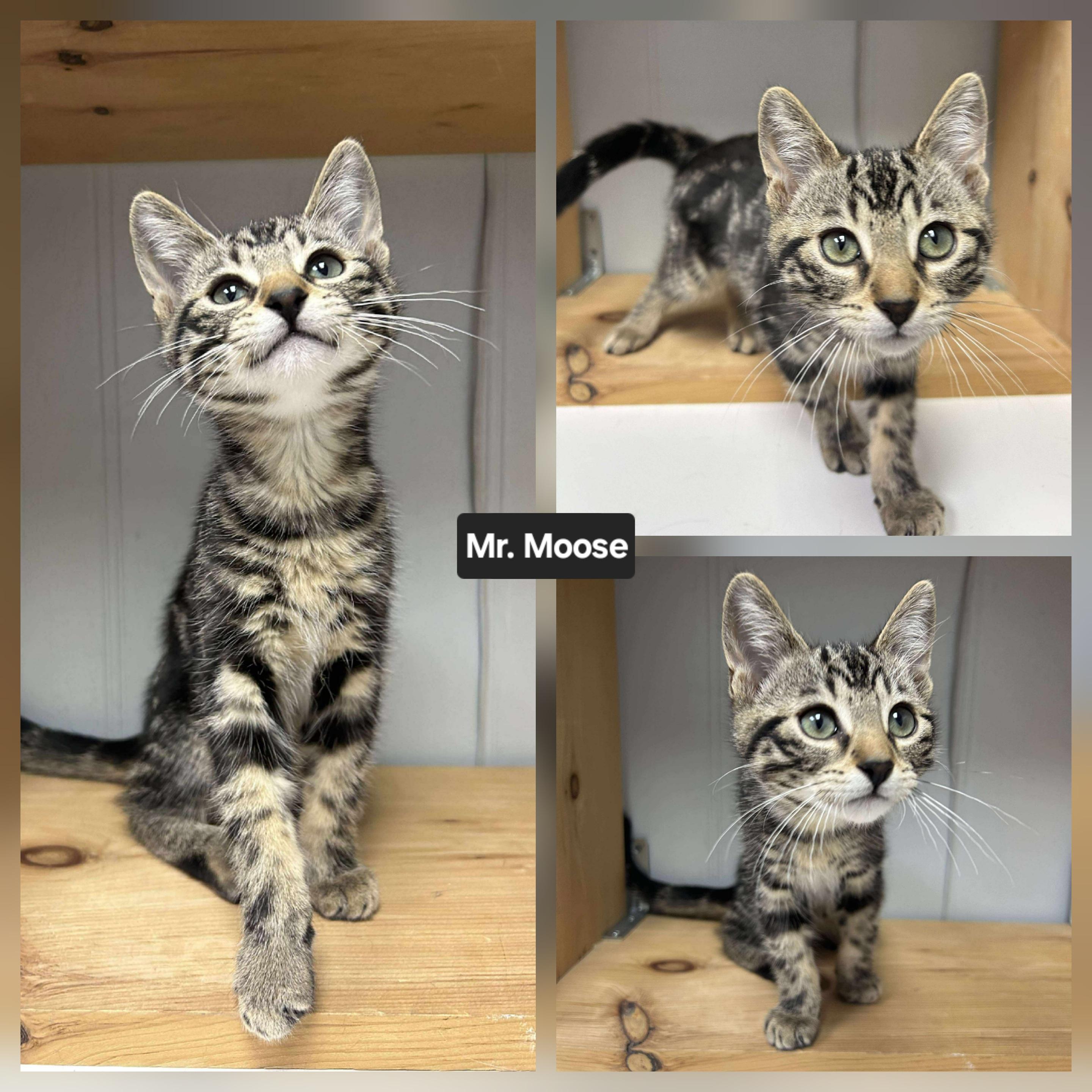 Mr. Moose, an adoptable Domestic Short Hair in Winnipeg, MB, R2L 0L6 | Photo Image 2