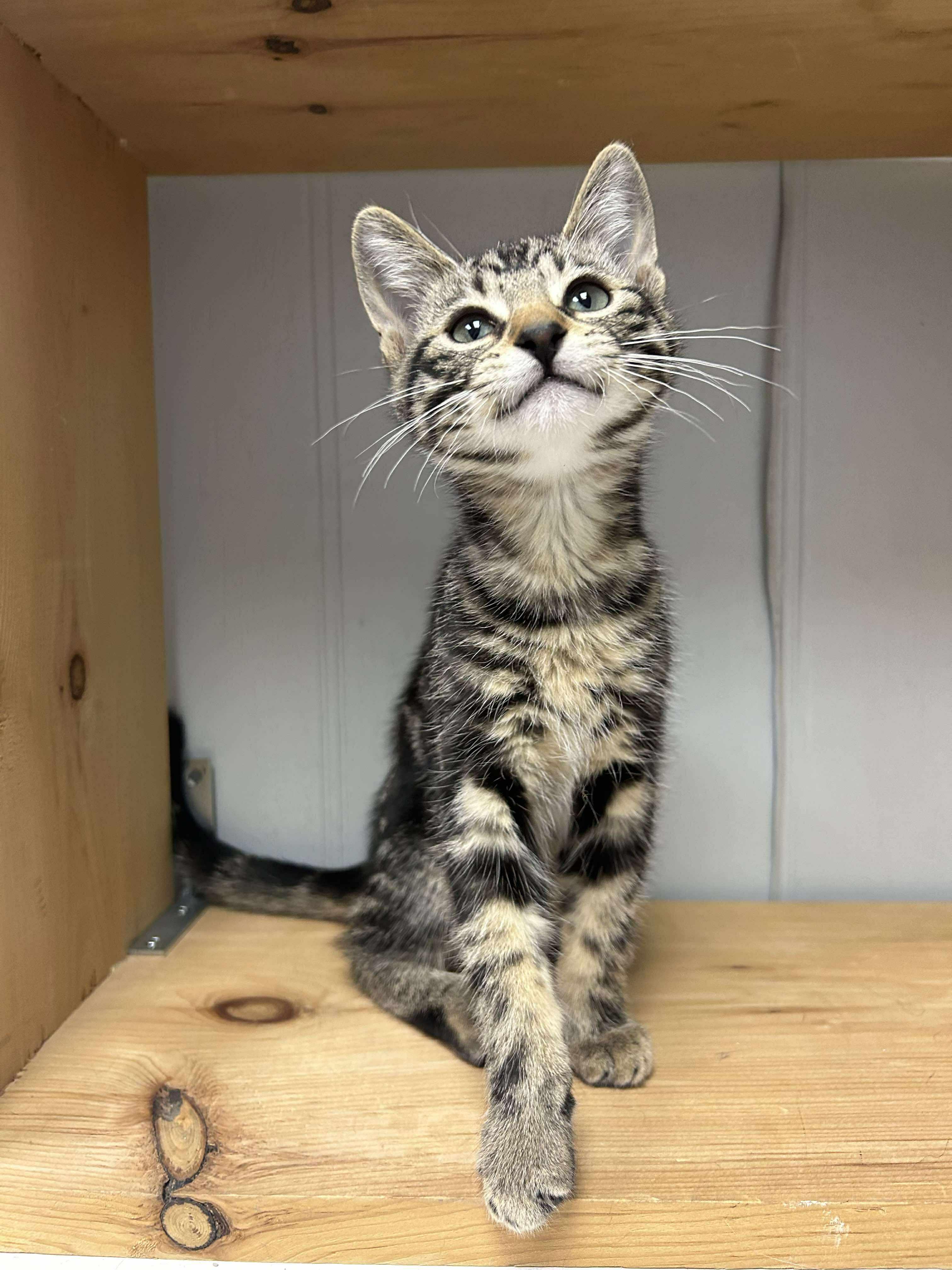 Mr. Moose, an adoptable Domestic Short Hair in Winnipeg, MB, R2L 0L6 | Photo Image 3