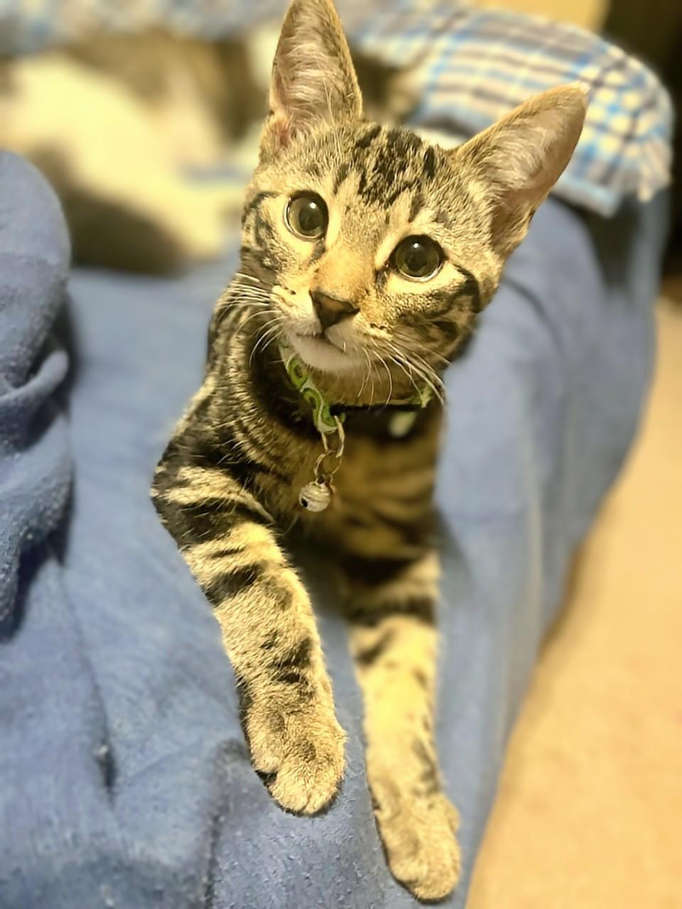 Enlarge Mr. Moose, a Adoptable Domestic Short Hair in Winnipeg, MB image 6/6