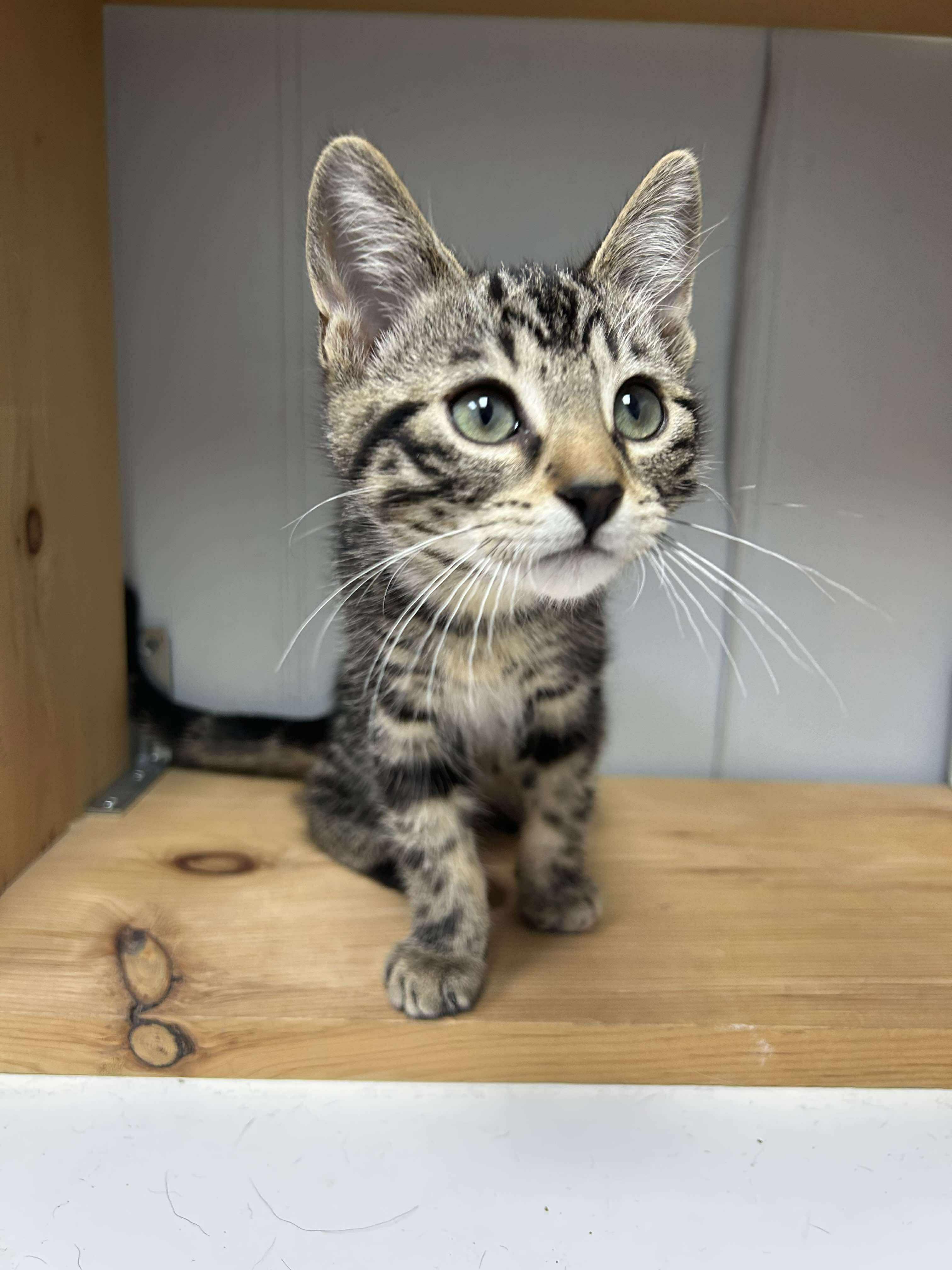 Mr. Moose, an adoptable Domestic Short Hair in Winnipeg, MB, R2L 0L6 | Photo Image 4