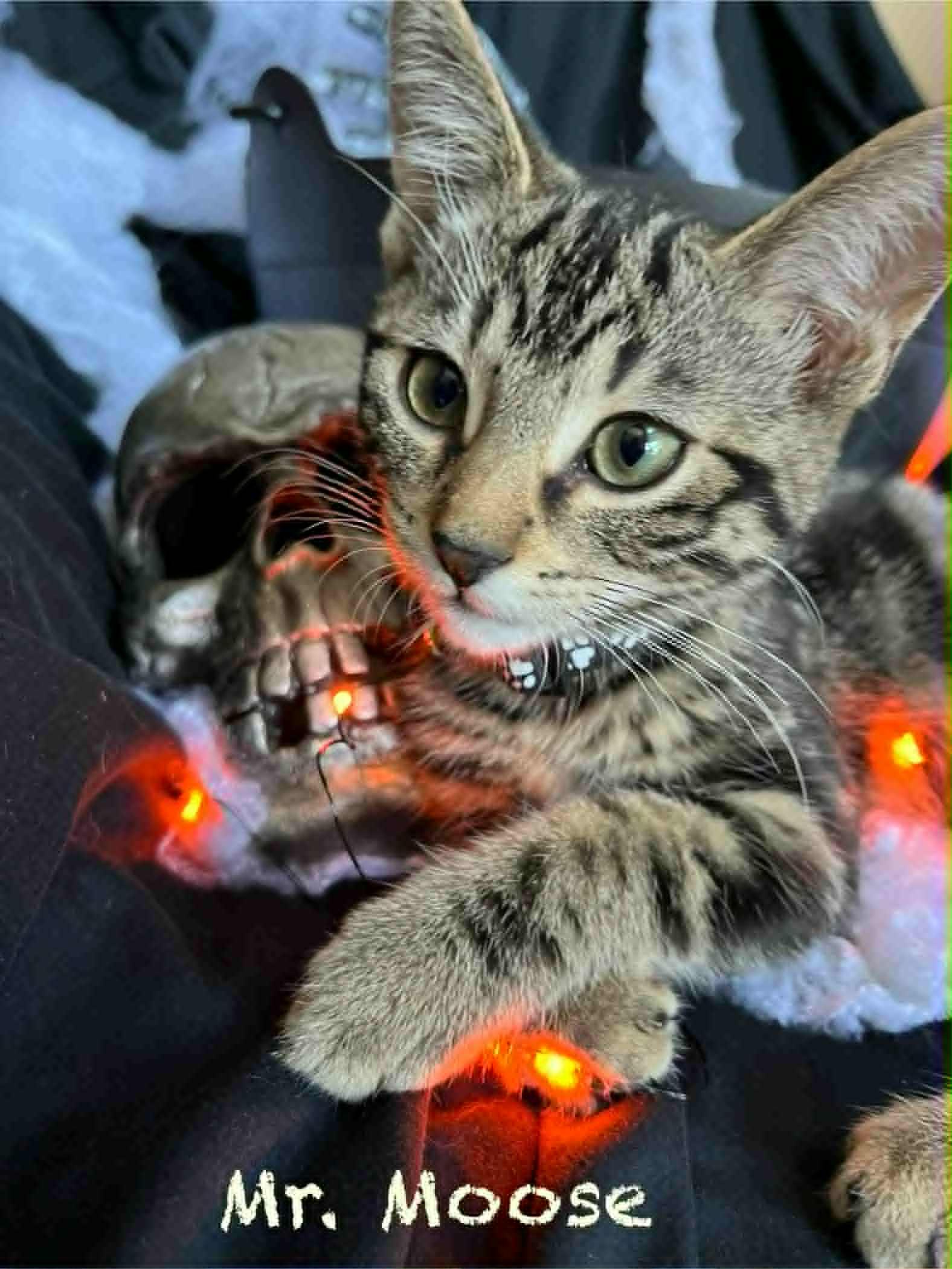 Enlarge Mr. Moose, a Adoptable Domestic Short Hair in Winnipeg, MB image 3/6