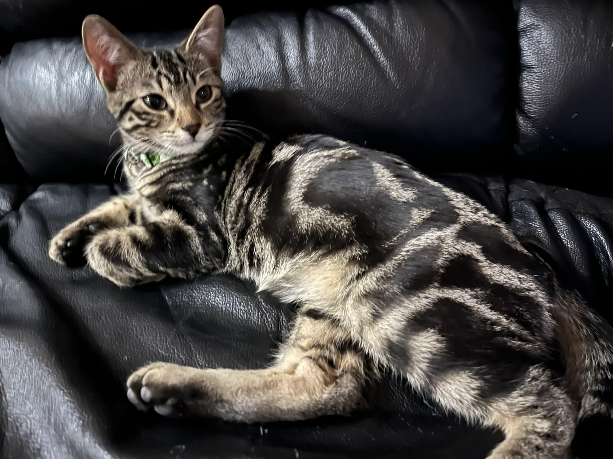 Enlarge Mr. Moose, a Adoptable Domestic Short Hair in Winnipeg, MB image 1/6