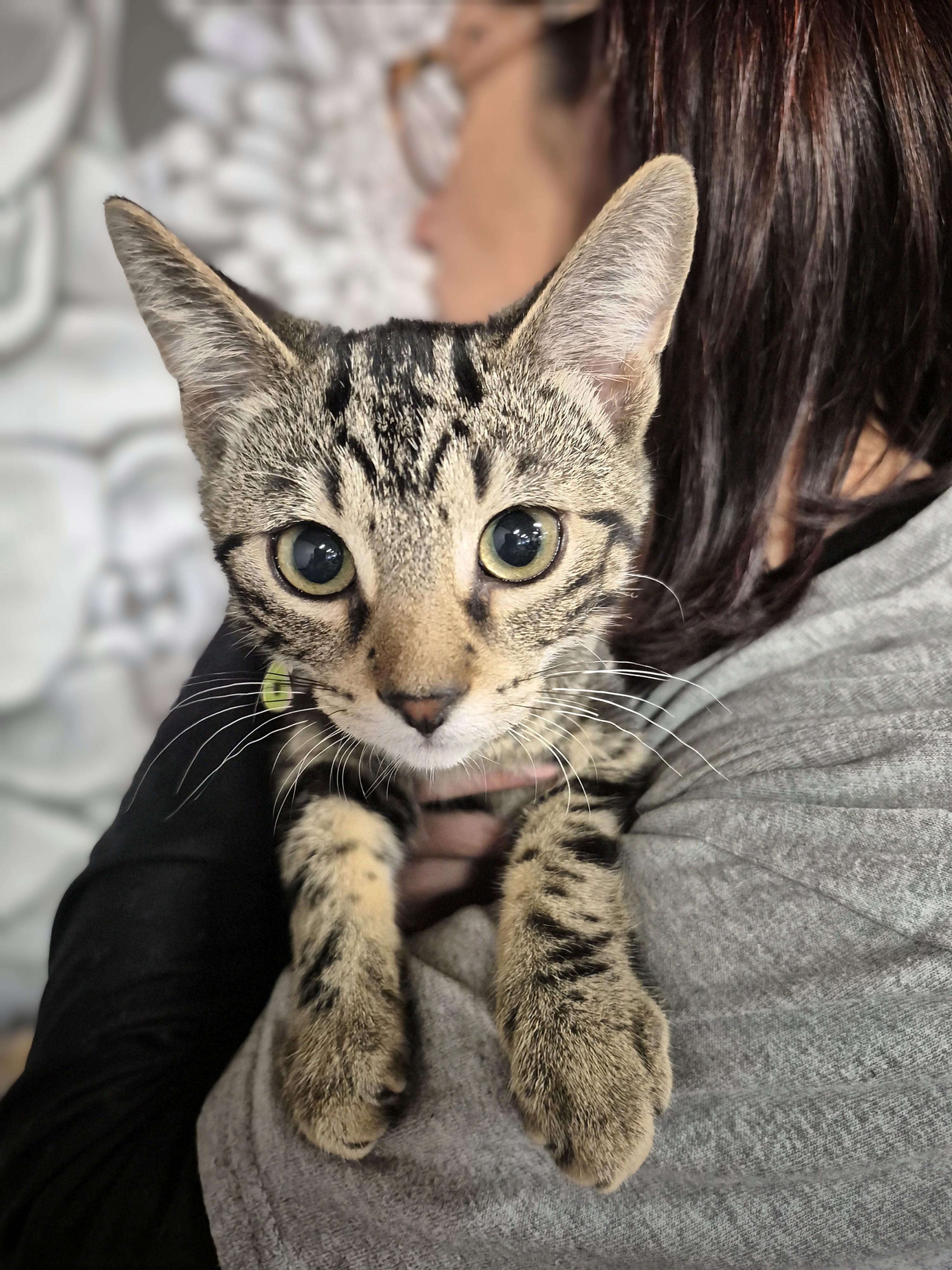 Mr. Moose, Adoptable, Young Male Domestic Short Hair.