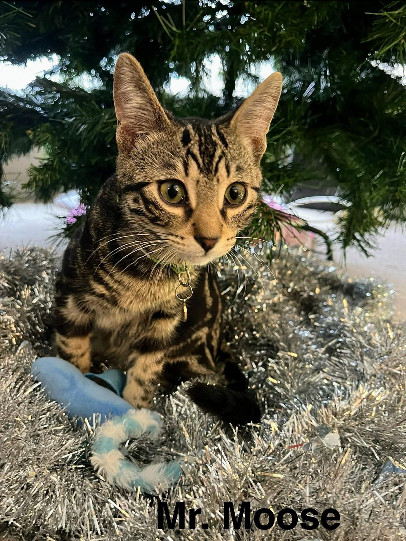 Enlarge Mr. Moose, a Adoptable Domestic Short Hair in Winnipeg, MB image 5/6