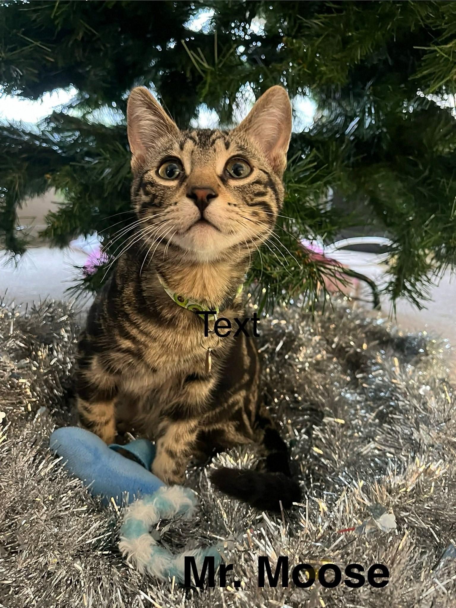 Enlarge Mr. Moose, a Adoptable Domestic Short Hair in Winnipeg, MB image 2/6