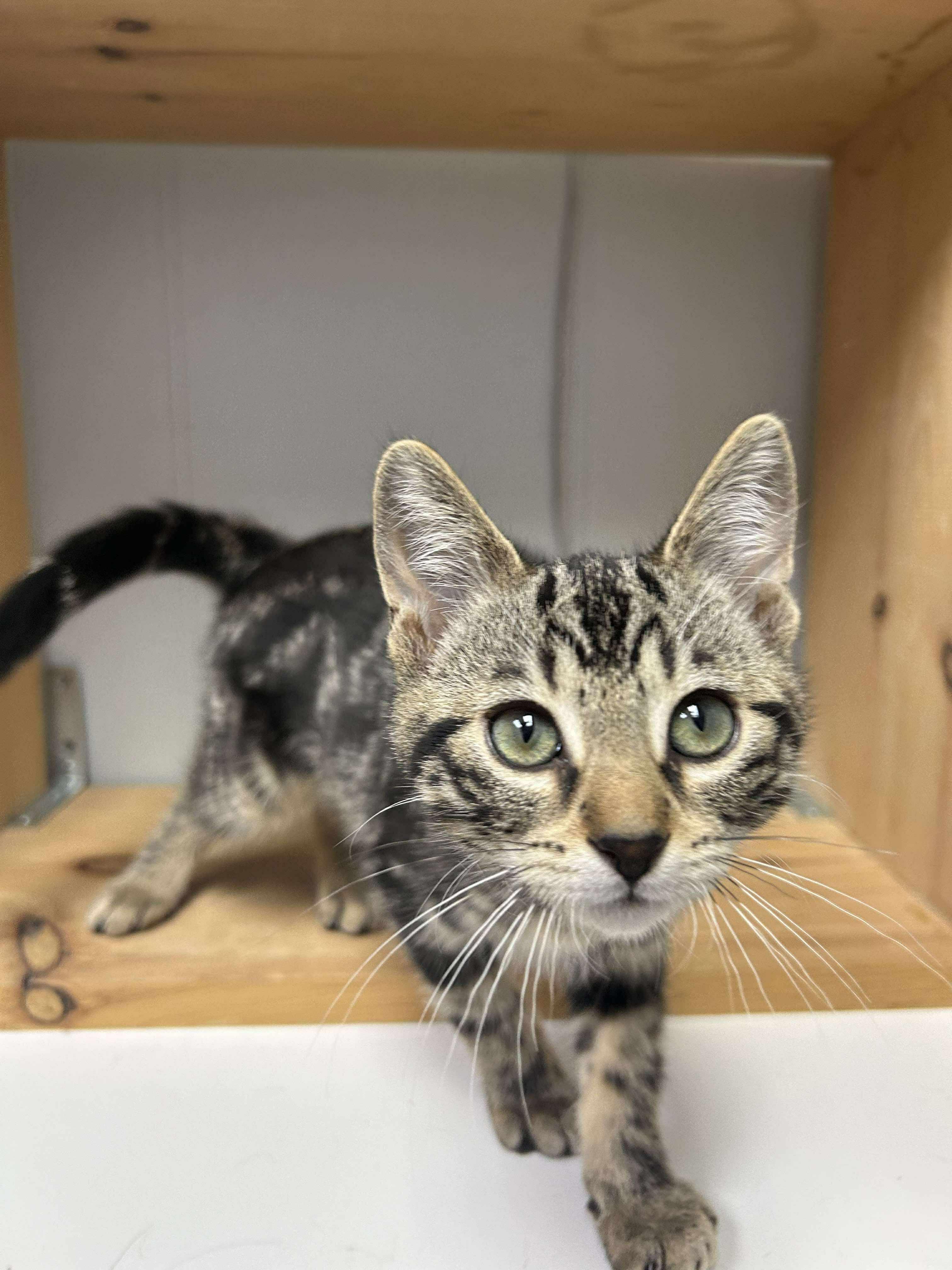 Mr. Moose, an adoptable Domestic Short Hair in Winnipeg, MB, R2L 0L6 | Photo Image 1