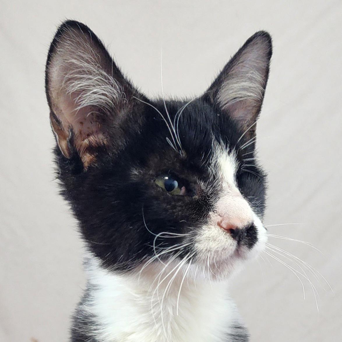 Enlarge Spike, a ADOPTABLE Domestic Short Hair in New York, NY image 2/6