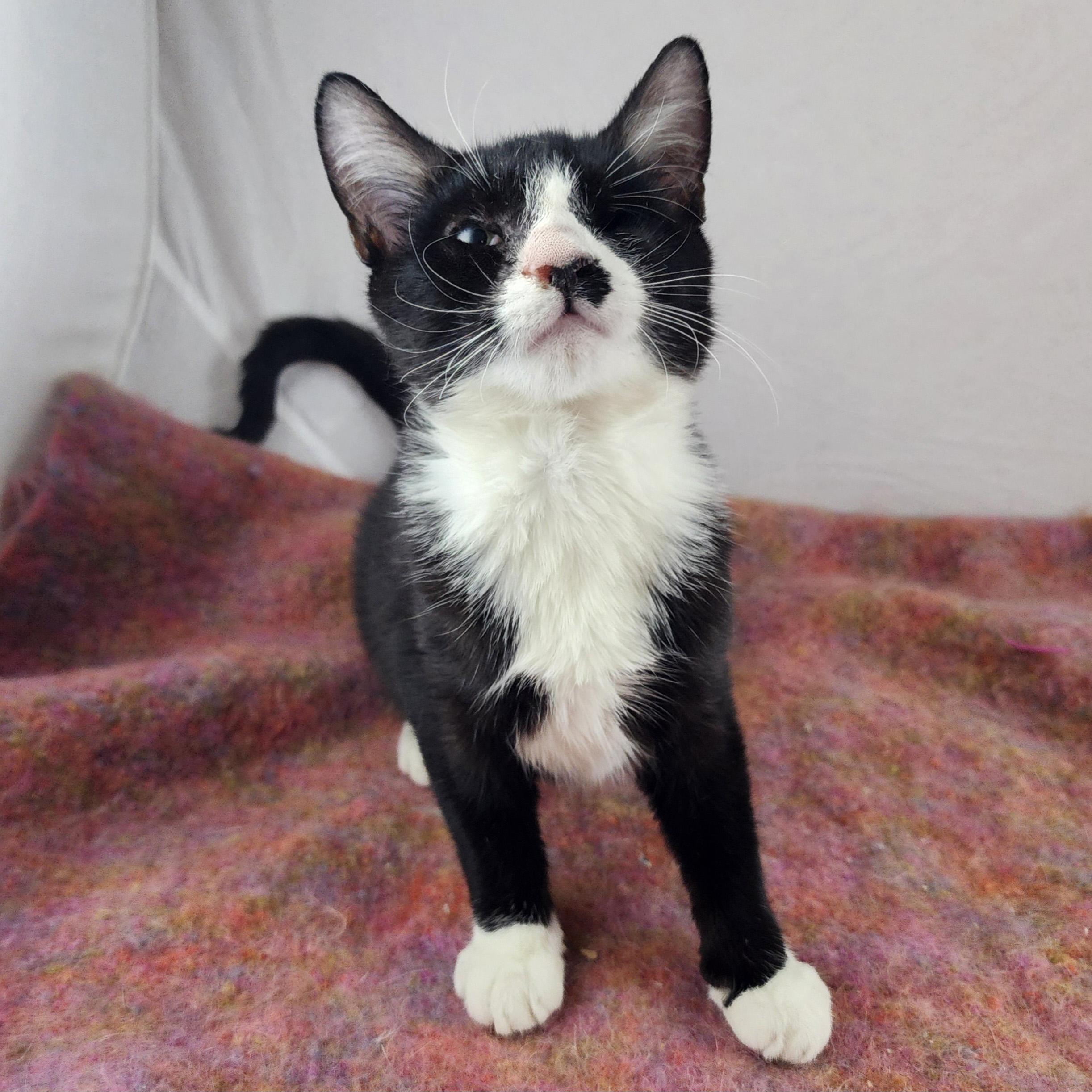 Enlarge Spike, a ADOPTABLE Domestic Short Hair in New York, NY image 4/6