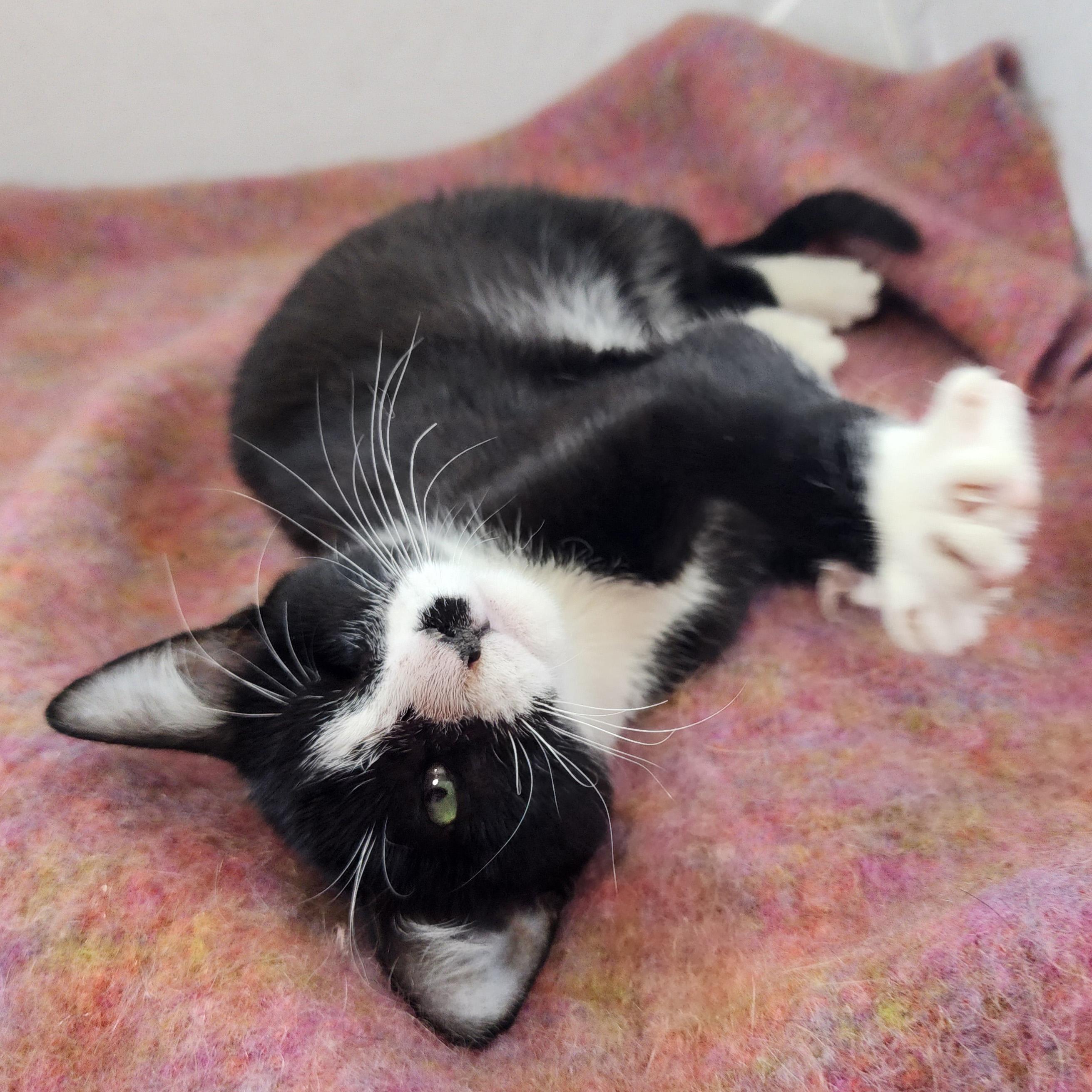 Enlarge Spike, a ADOPTABLE Domestic Short Hair in New York, NY image 5/6