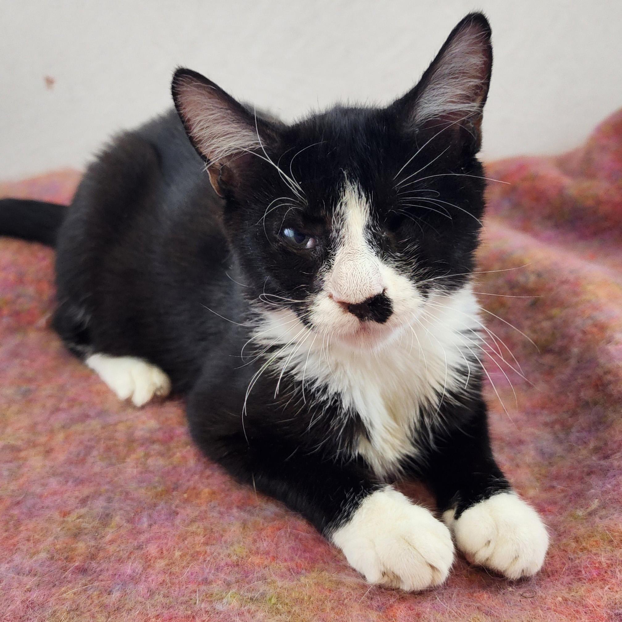 Enlarge Spike, a ADOPTABLE Domestic Short Hair in New York, NY image 1/6