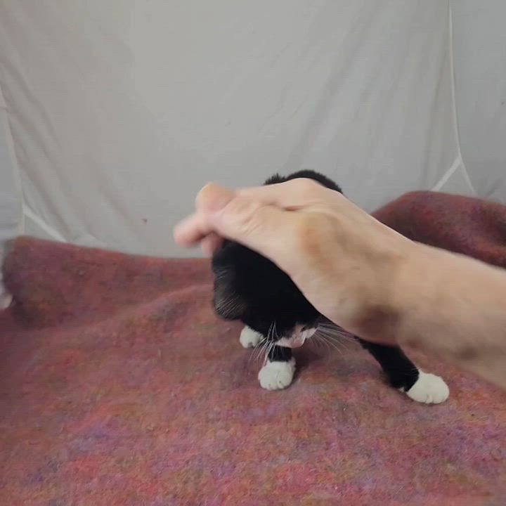 Enlarge Spike, a ADOPTABLE Domestic Short Hair in New York, NY video 6/6