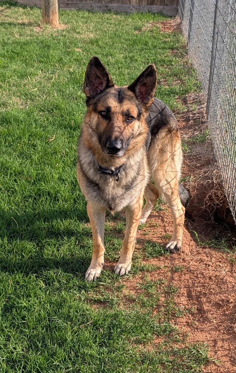 Enlarge Roger, a Adoptable German Shepherd Dog in Cedar Park, TX image 2/6