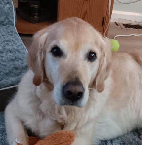 BARKLEY, ADOPTABLE, Adult Male Golden Retriever.
