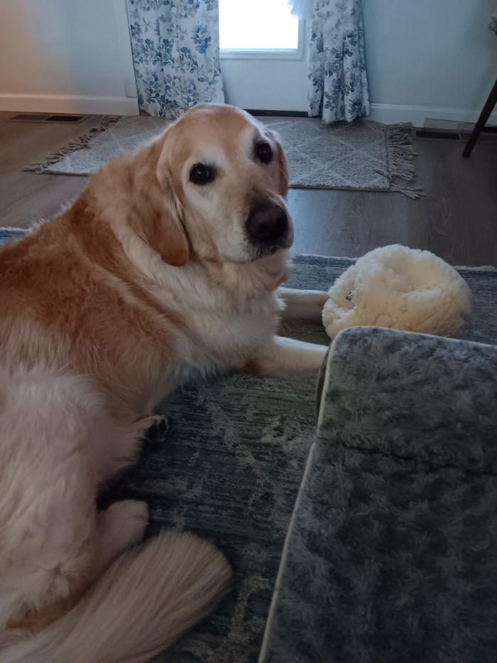 Enlarge BARKLEY, a ADOPTABLE Golden Retriever in Bath, OH image 3/3