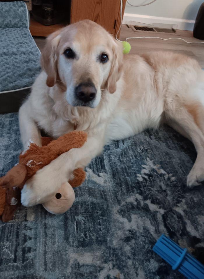 Enlarge BARKLEY, a ADOPTABLE Golden Retriever in Bath, OH image 2/3