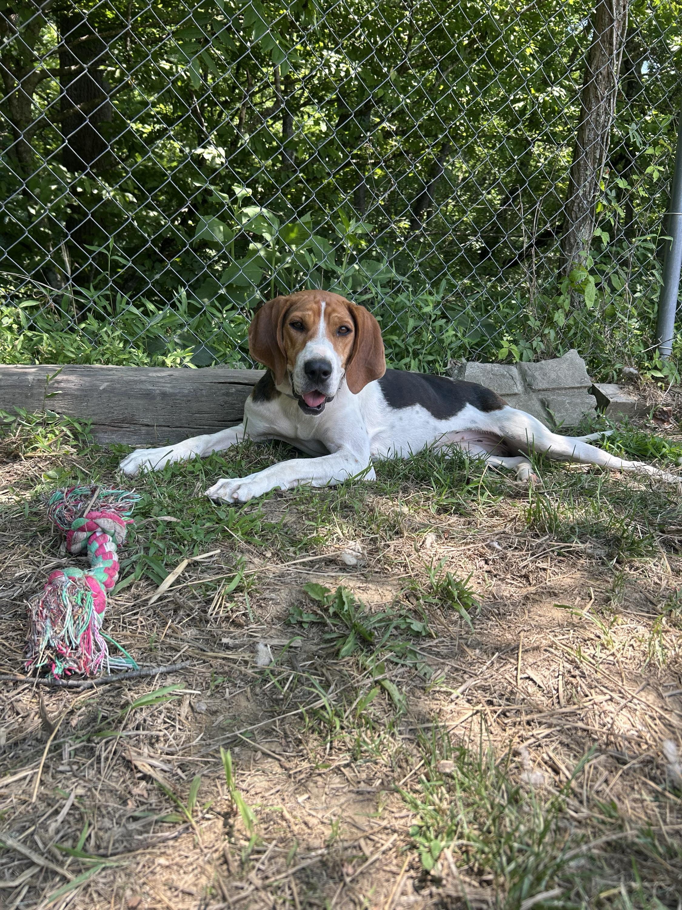 Enlarge Sammi Wammi, a ADOPTABLE Treeing Walker Coonhound in Marshall, NC image 6/6