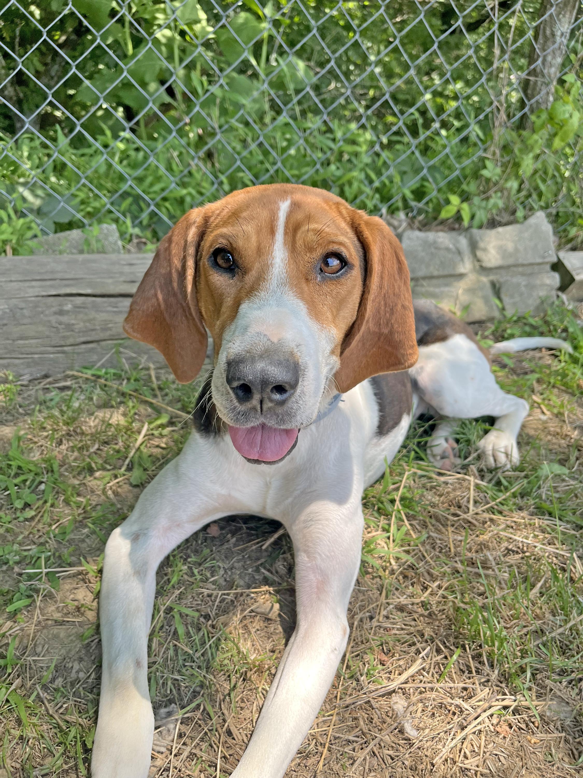 Enlarge Sammi Wammi, a ADOPTABLE Treeing Walker Coonhound in Marshall, NC image 1/6