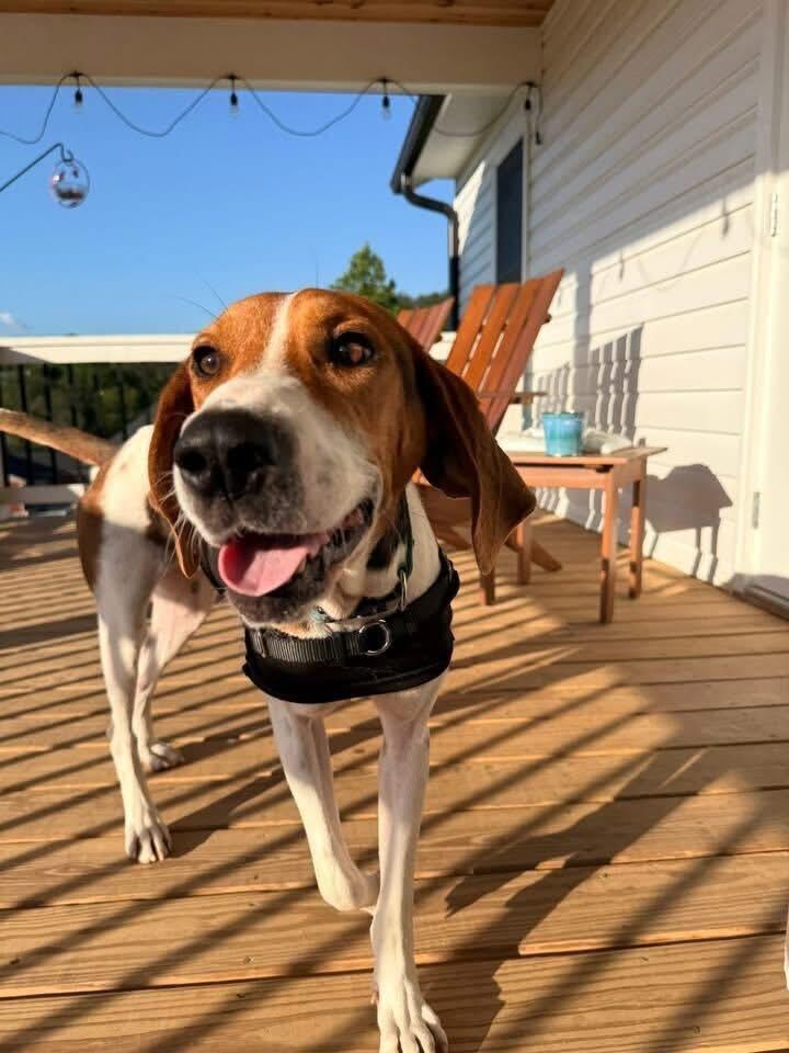Enlarge Sammi Wammi, a ADOPTABLE Treeing Walker Coonhound in Marshall, NC image 2/6