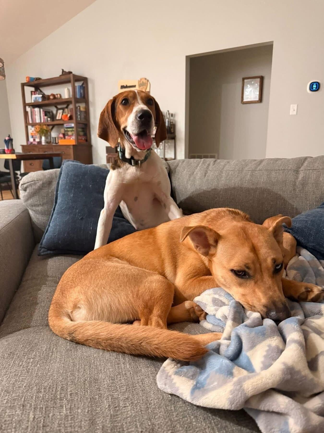 Enlarge Sammi Wammi, a ADOPTABLE Treeing Walker Coonhound in Marshall, NC image 5/6