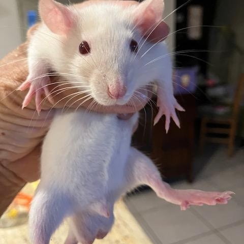 Enlarge White with Himalyan markings, a ADOPTABLE Rat in Scottsdale, AZ image 1/1