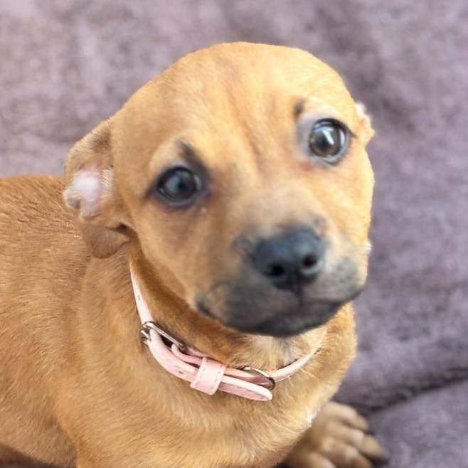 Maggy Magnolia "your Flower thumbnail 3