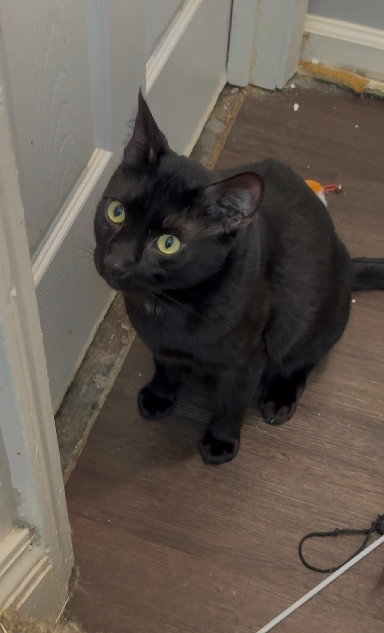 Enlarge Titan, a Adoptable Domestic Short Hair in Pinson, AL image 3/3