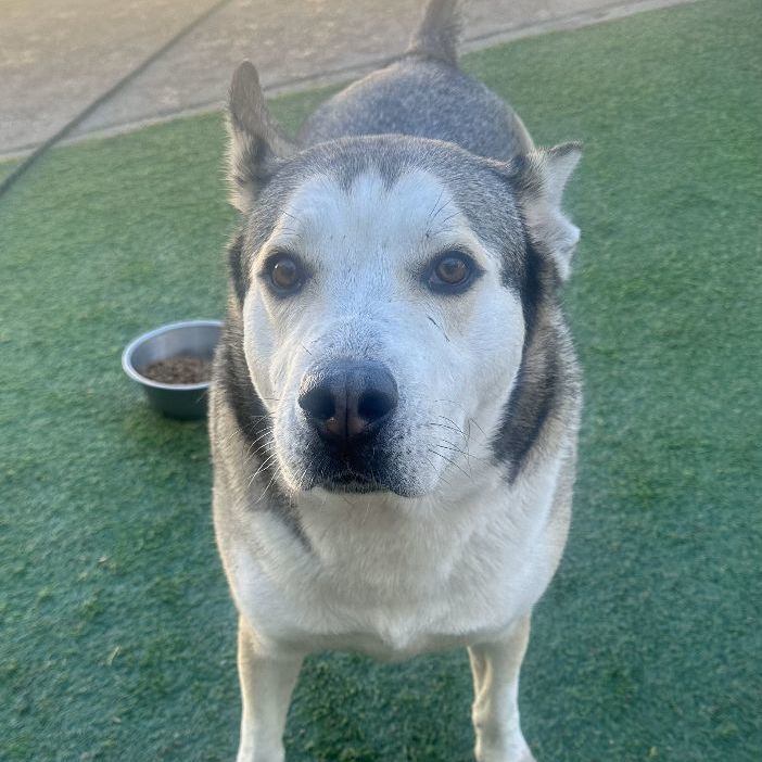 Dog for adoption Louie +, a Siberian Husky Mix in Trenton, NJ Petfinder