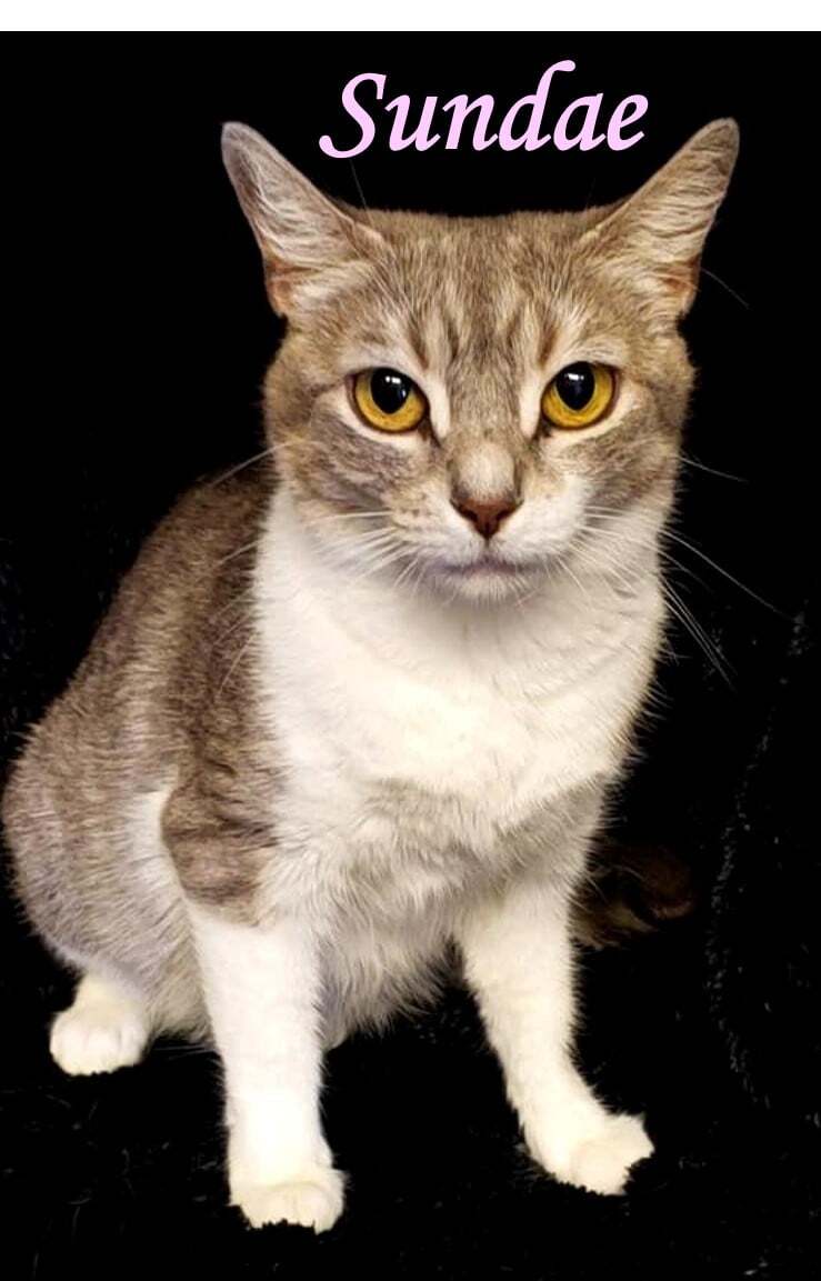 Sundae, a Adoptable mixed breed in Macon, GA image 3/5