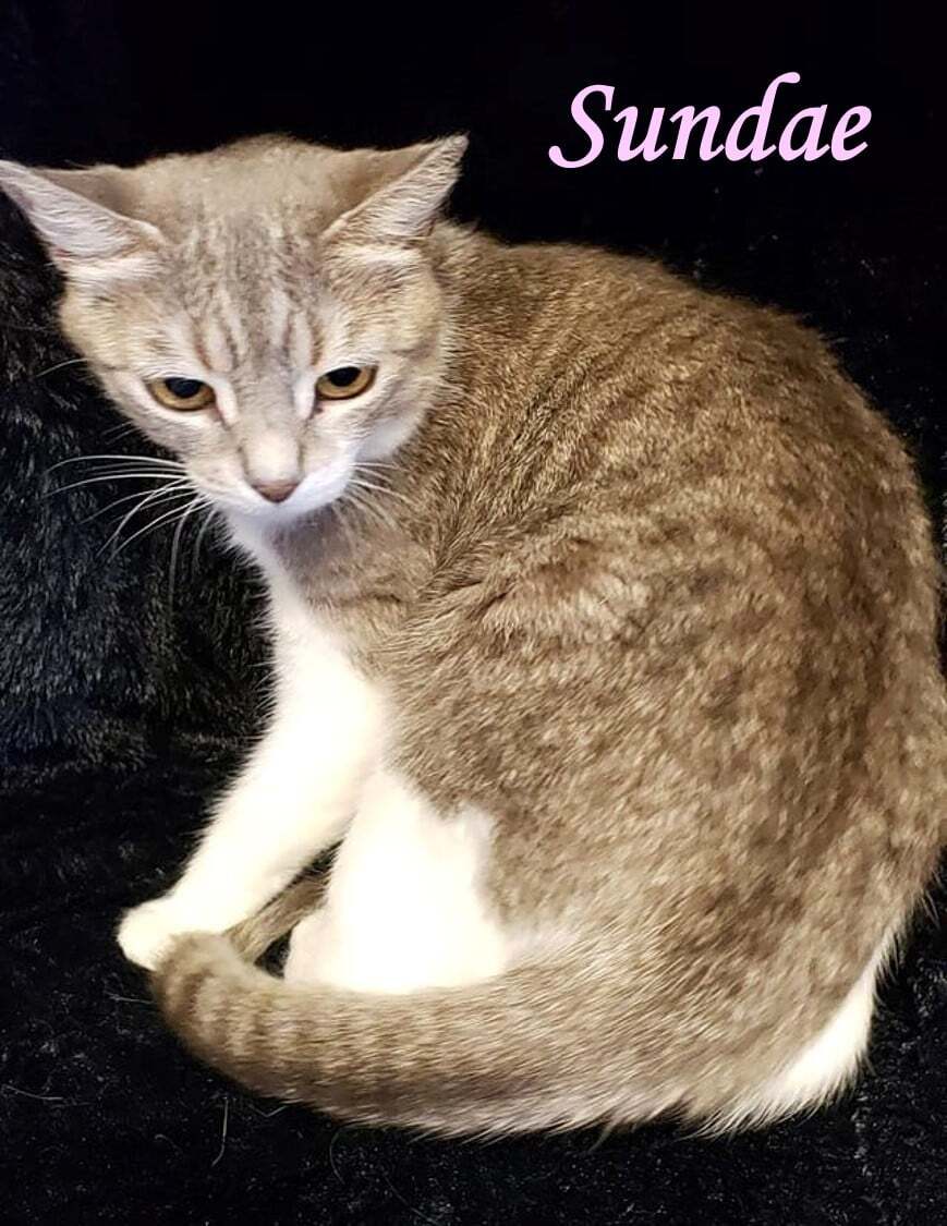 Sundae, a Adoptable mixed breed in Macon, GA image 5/5