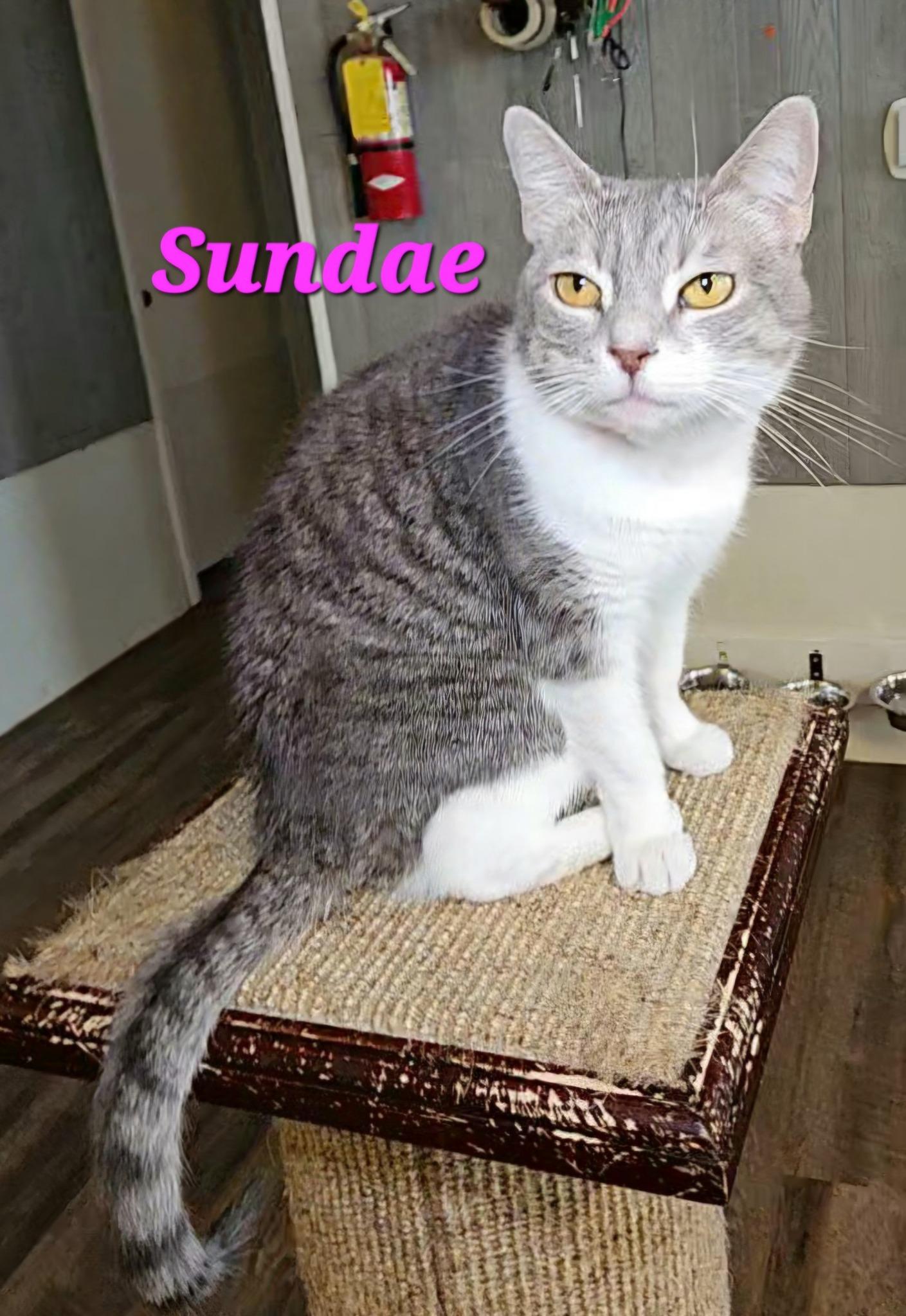 Sundae, a Adoptable mixed breed in Macon, GA image 1/5