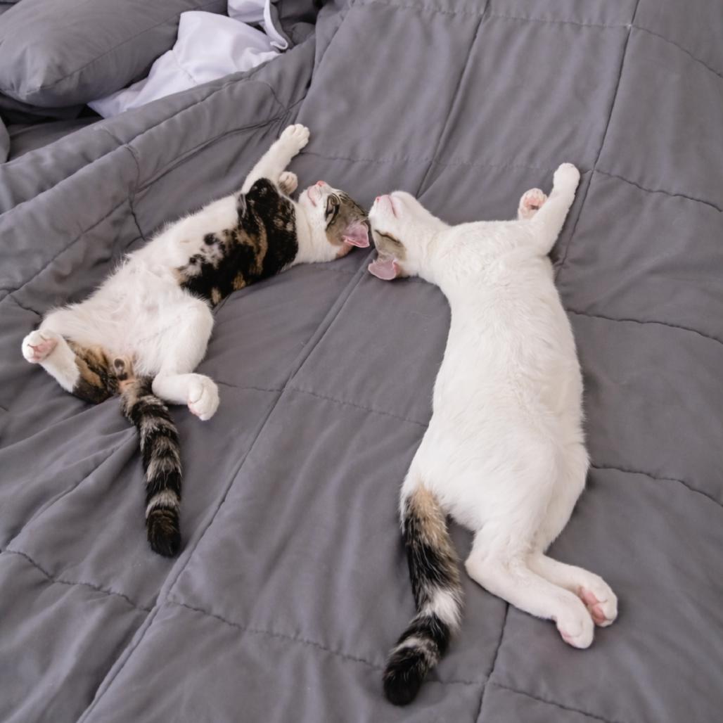 Enlarge Mazzy, a Adoptable mixed breed in Long Beach, CA image 1/6