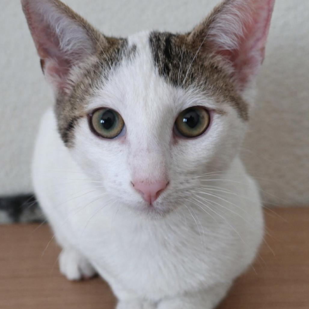 Enlarge Mazzy, a Adoptable mixed breed in Long Beach, CA image 2/6