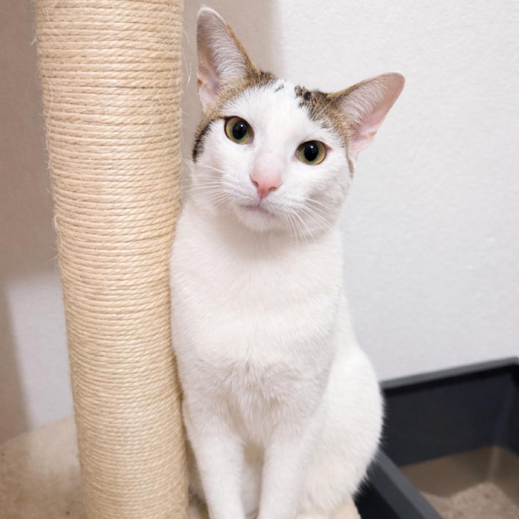 Enlarge Mazzy, a Adoptable mixed breed in Long Beach, CA image 3/6