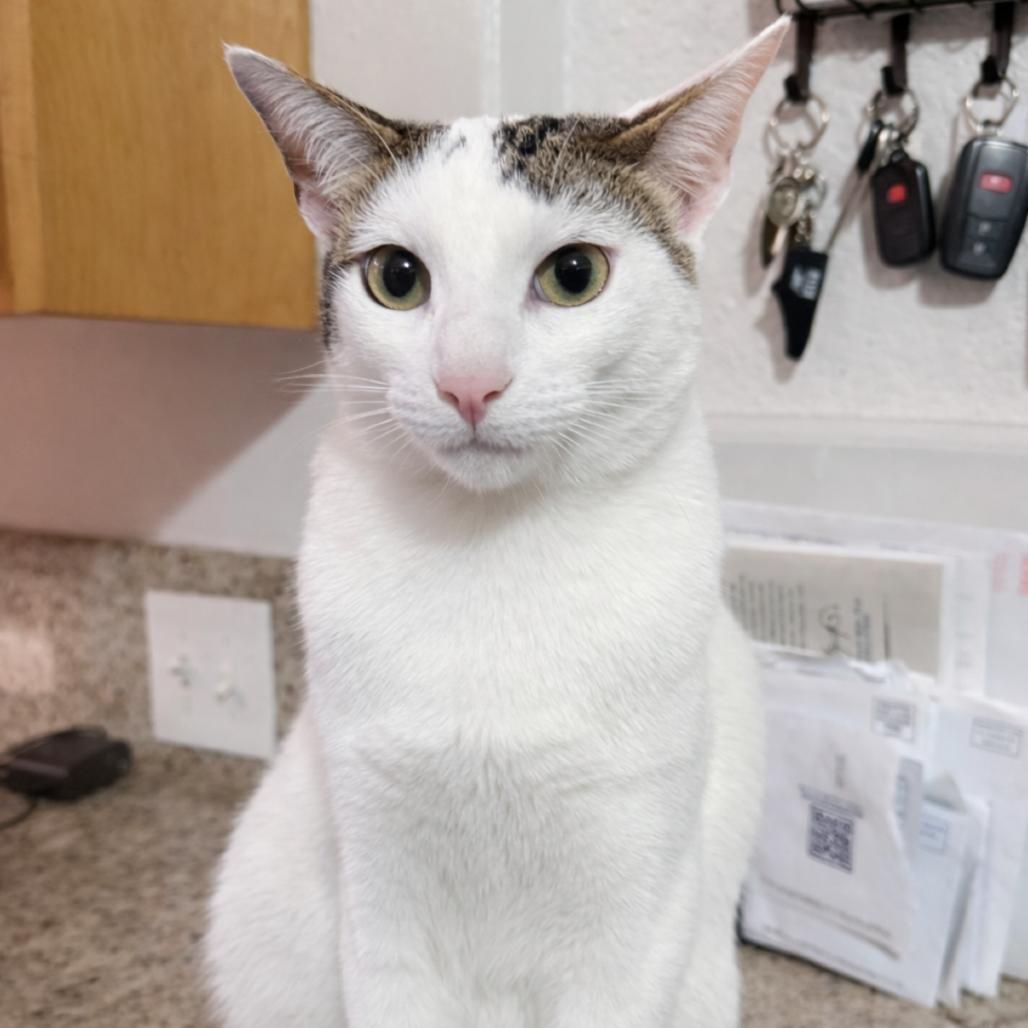 Enlarge Mazzy, a Adoptable mixed breed in Long Beach, CA image 4/6