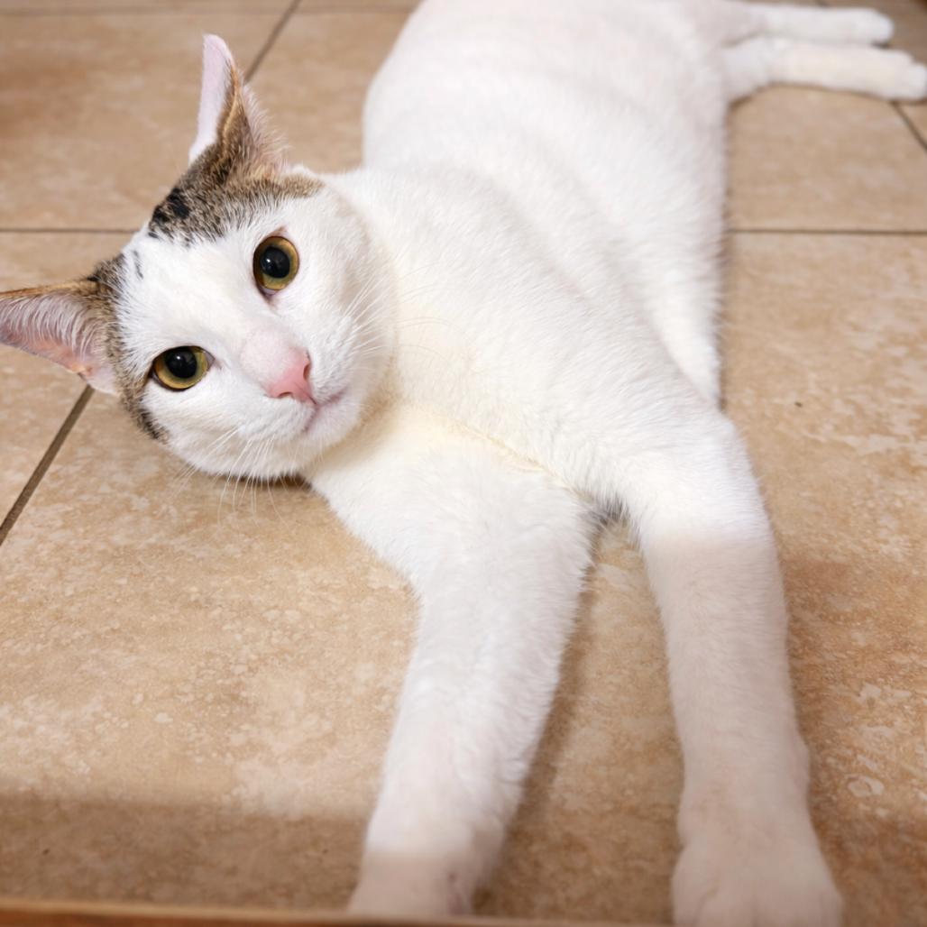 Enlarge Mazzy, a Adoptable mixed breed in Long Beach, CA image 5/6