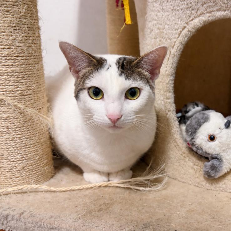 Enlarge Mazzy, a Adoptable mixed breed in Long Beach, CA image 6/6