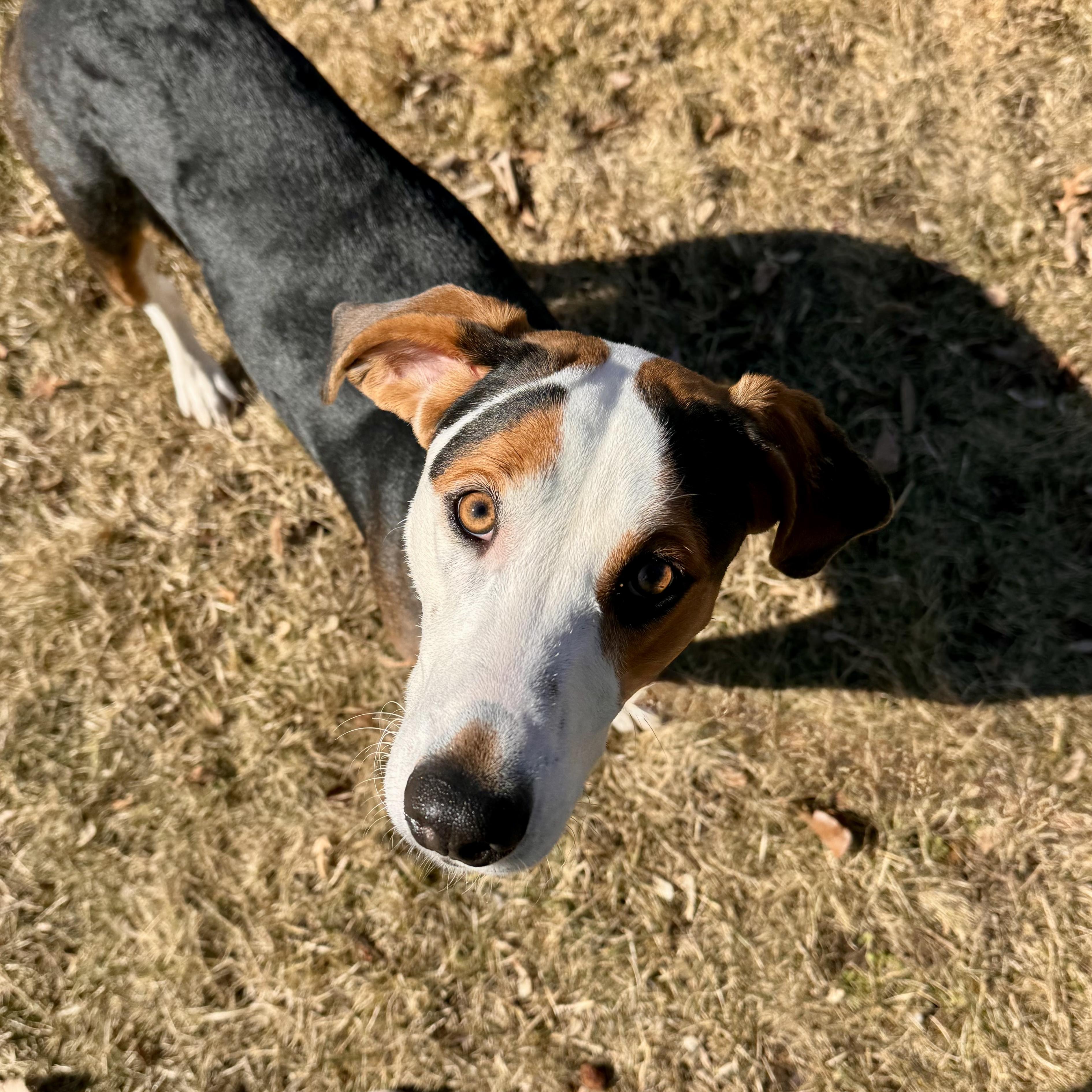 Karmella, adopted, Young Female Hound.