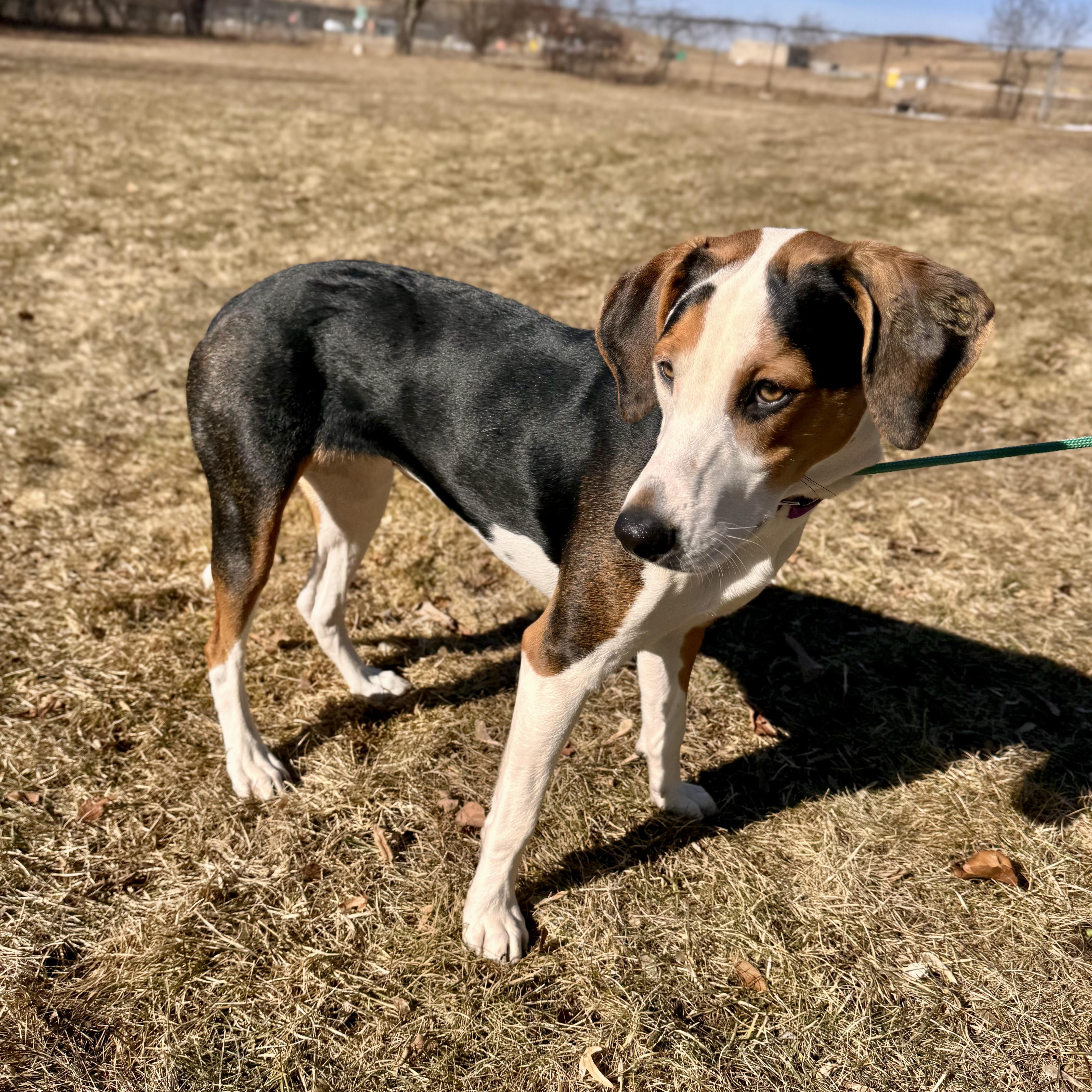 Karmella, an adopted Hound in Midland, MI image 3/3