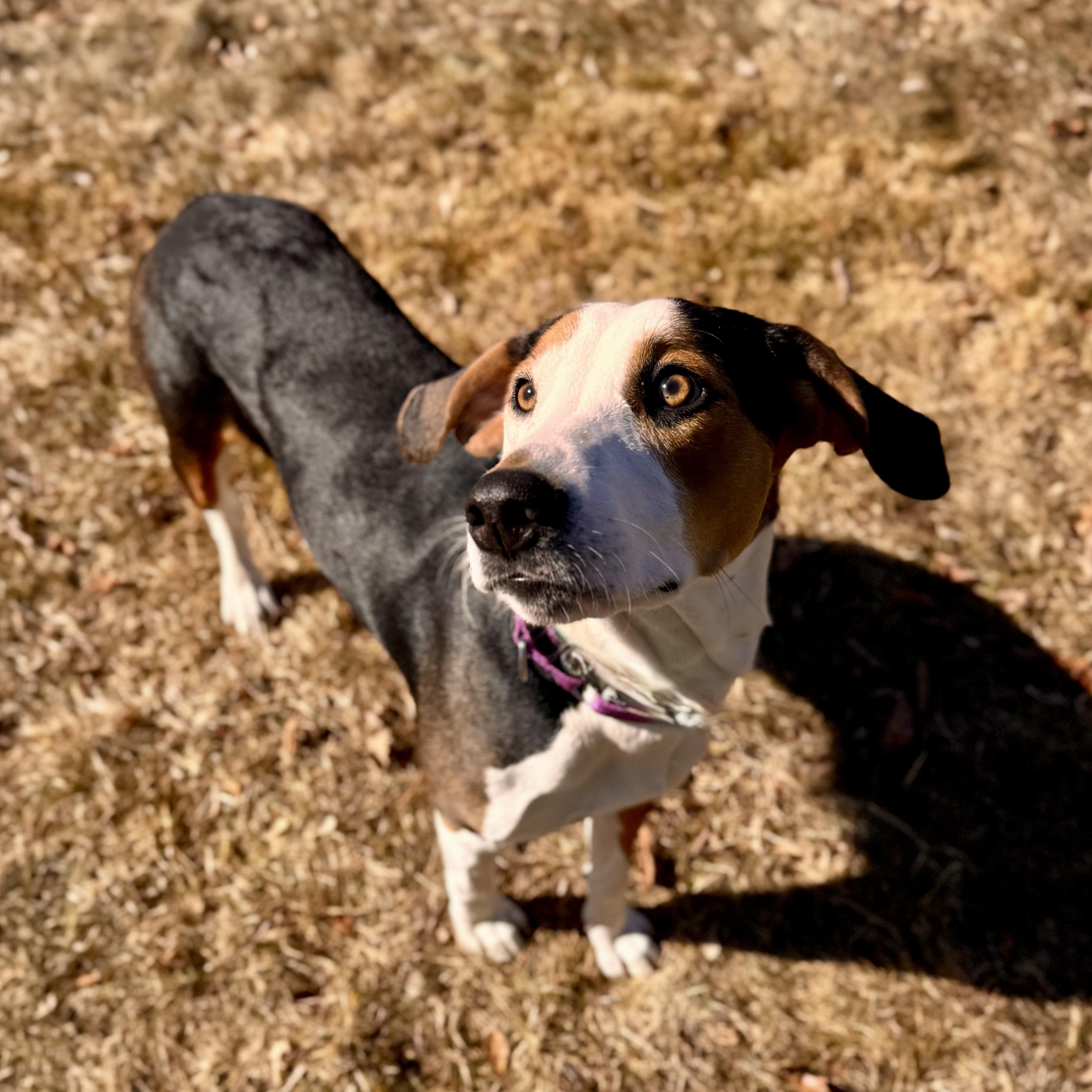 Karmella, an adopted Hound in Midland, MI image 2/3