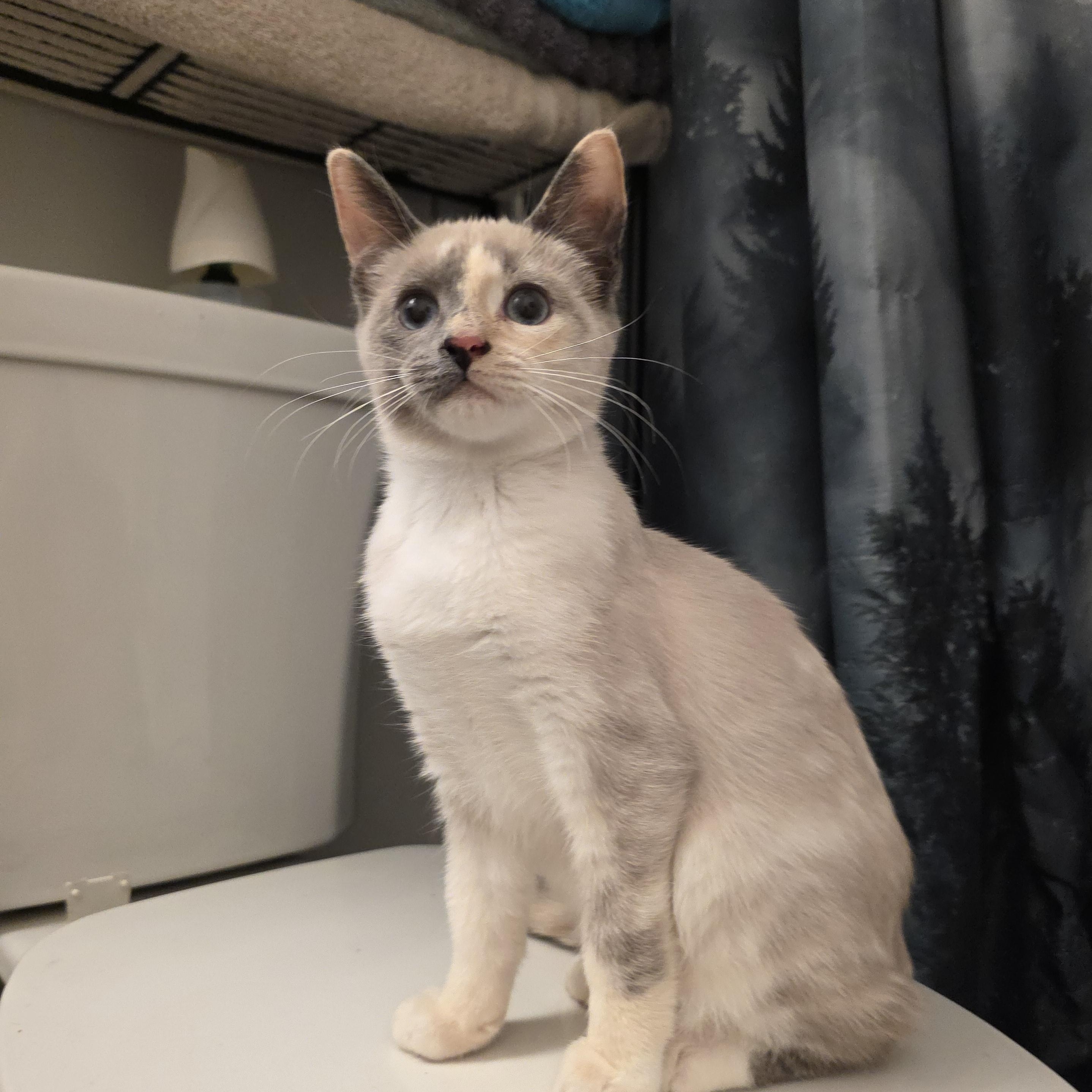 Lilith, Adoptable, Kitten Female Siamese & Domestic Short Hair.