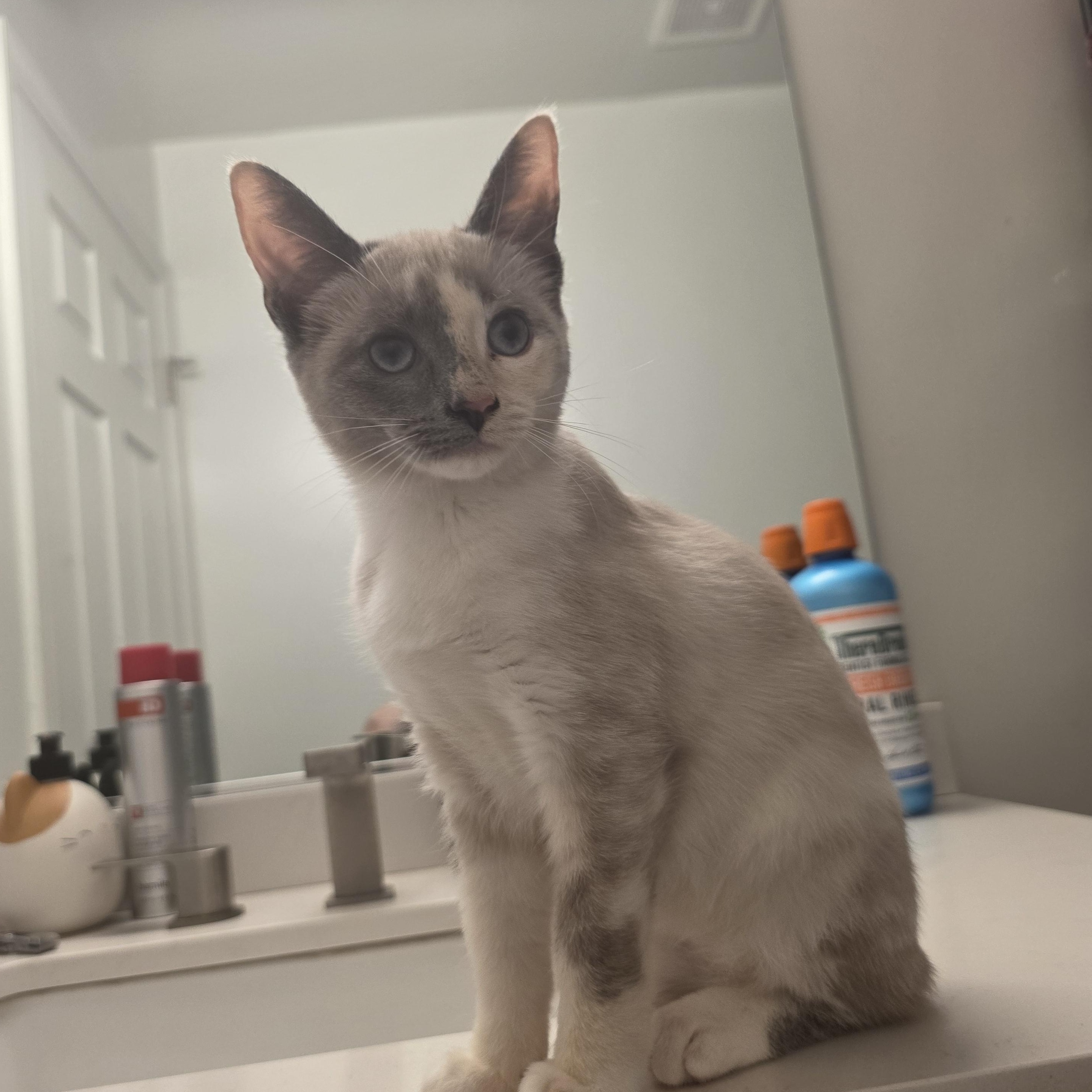 Enlarge Lilith, a Adoptable mixed breed in Moriches, NY image 2/6