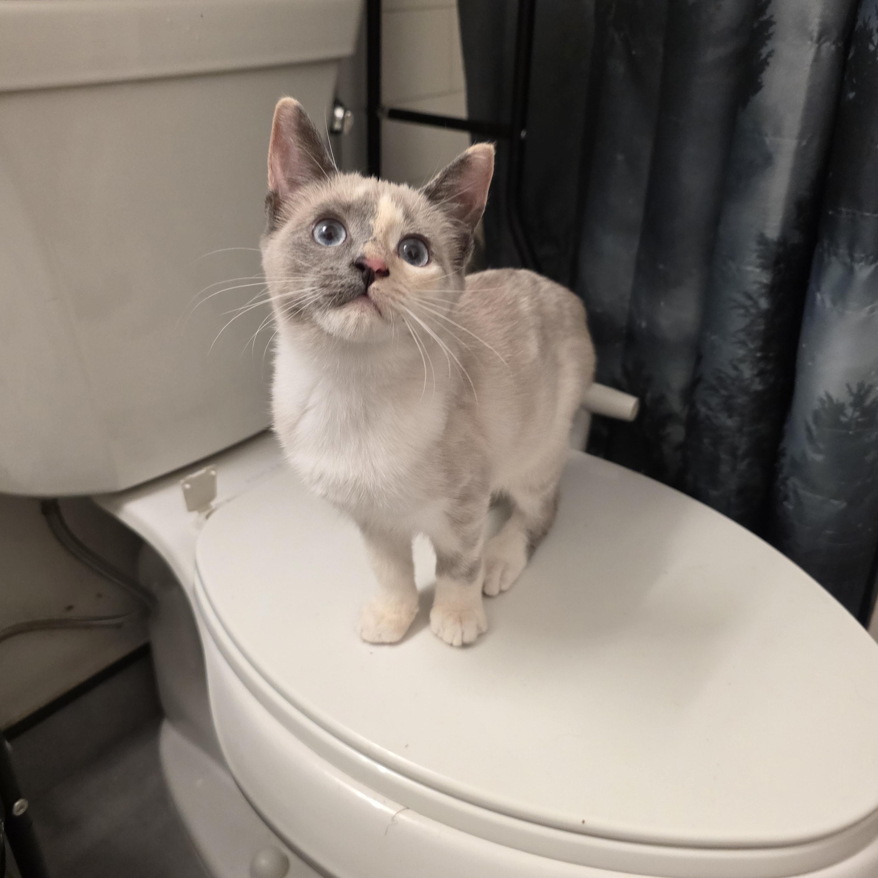 Enlarge Lilith, a Adoptable mixed breed in Moriches, NY image 5/6