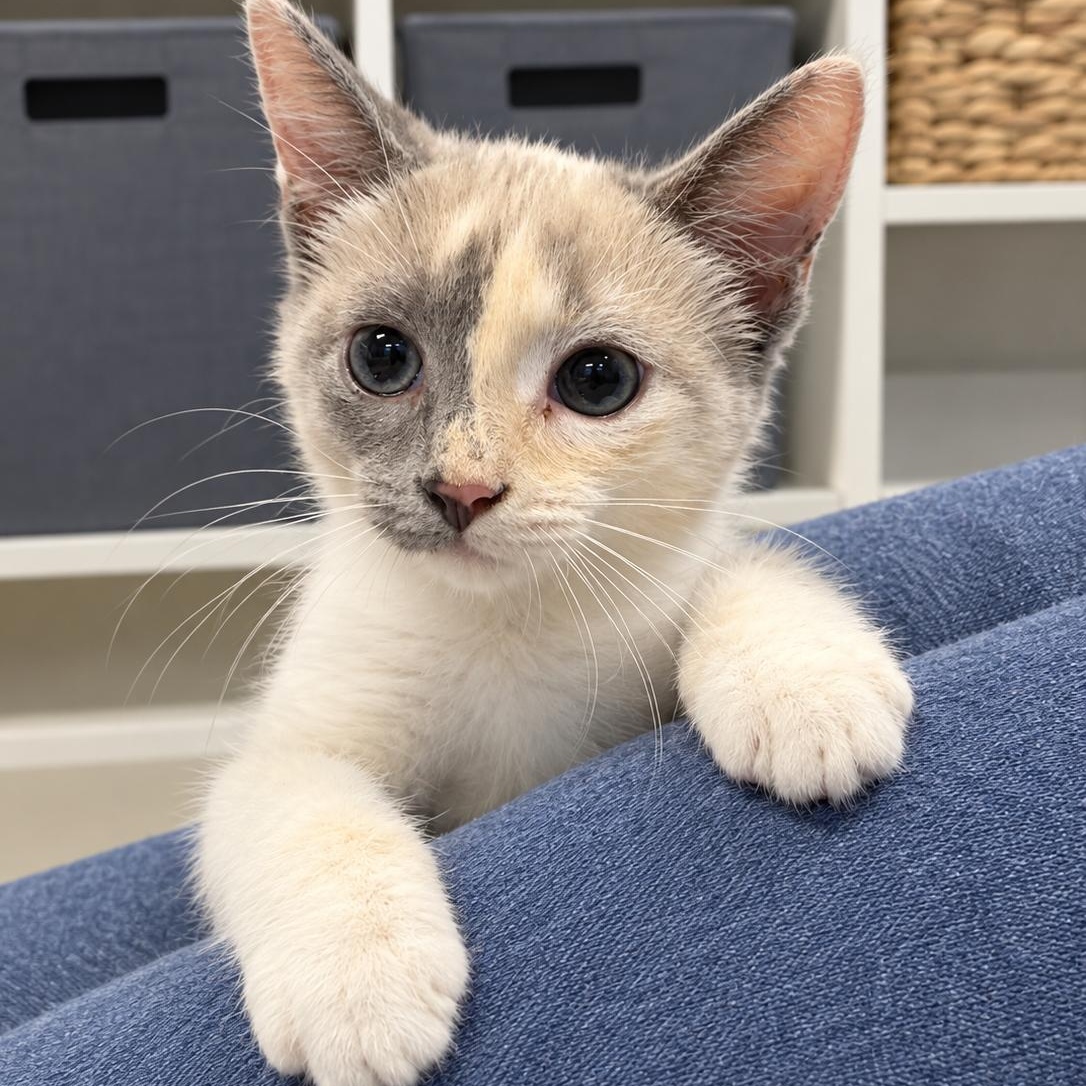 Enlarge Lilith, a Adoptable mixed breed in Moriches, NY image 6/6