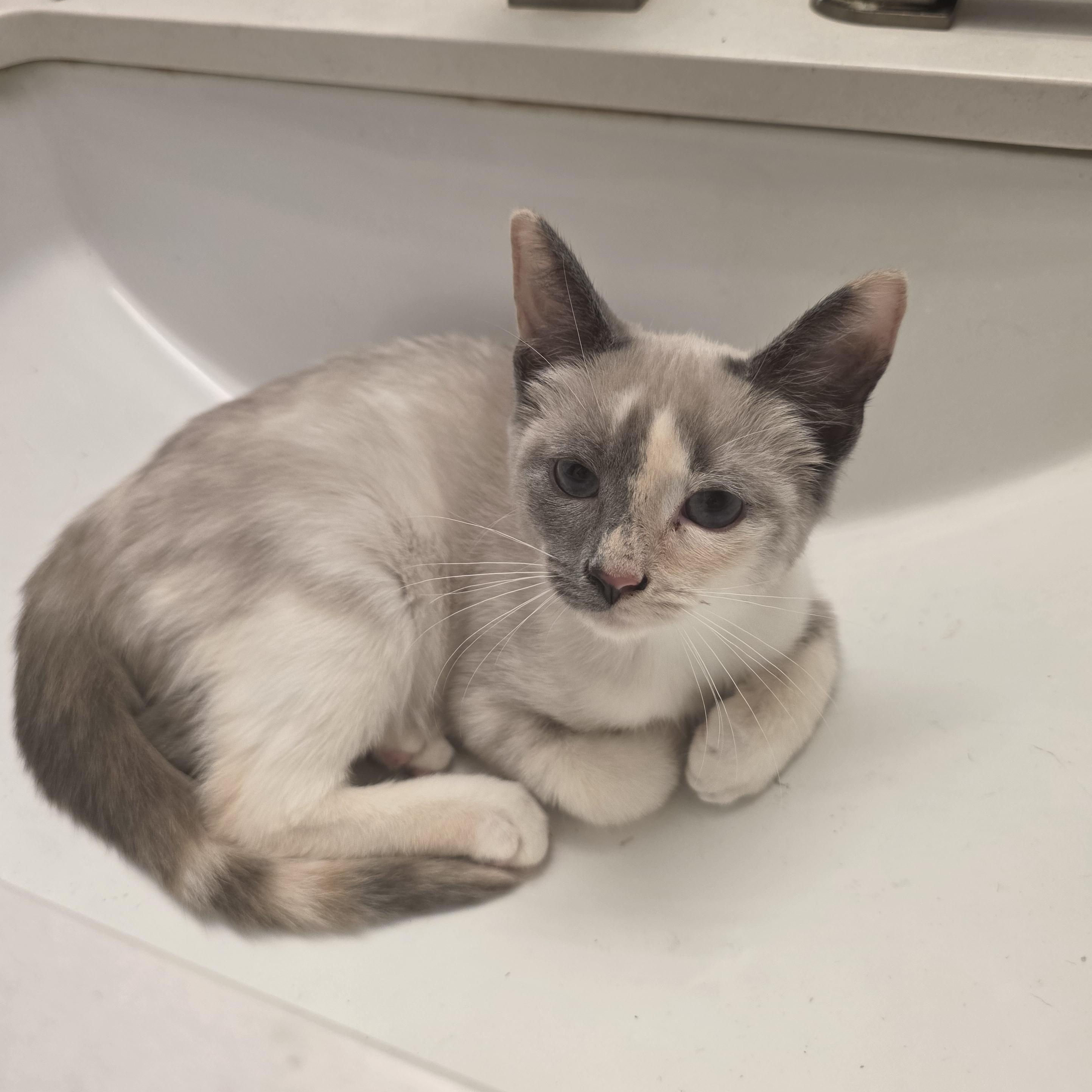 Enlarge Lilith, a Adoptable mixed breed in Moriches, NY image 3/6