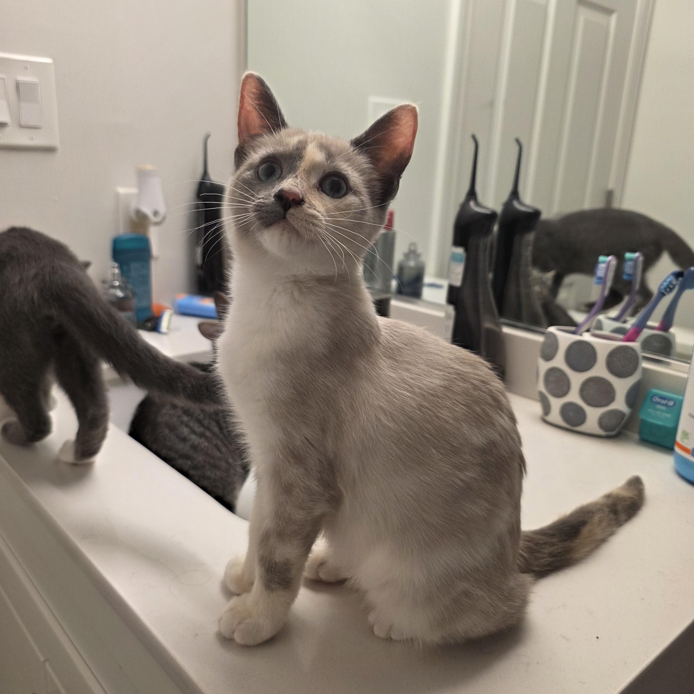 Enlarge Lilith, a Adoptable mixed breed in Moriches, NY image 4/6