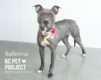 Ballerina, Adoptable, Adult Female Pit Bull Terrier & Mixed Breed.